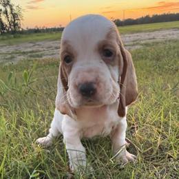 Fuchsia Lace Ear - Lemon and white female Basset Hound puppy in Douglas, Georgia from Huffer Hounds and Havanese