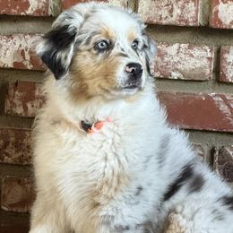 Australian Shepherd Puppies from Boundless Joy Aussies