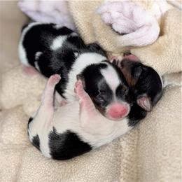 Minnie - Black tan and white female Biewer Terrier puppy in Cartersville, Georgia from Alpha Tiny Paws