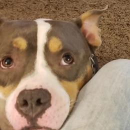 American Bullies from Freak"E" kennels