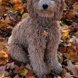 Lila Rose - Australian Cobberdog