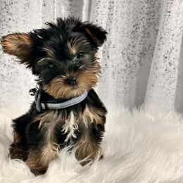 Tater tot - Black and tan male Yorkshire Terrier puppy in Denver, Colorado from Melrey's paws