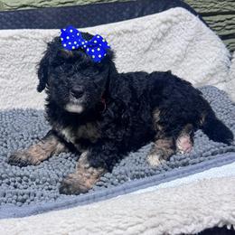 Cherry - Tri-color female Bernedoodle puppy in Carmichaels, Pennsylvania from JensenBelle Doodles