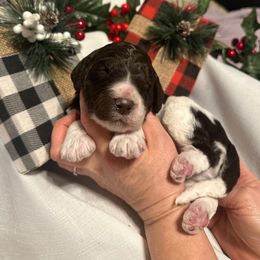 Quinn - Parti male Goldendoodle puppy in Prosperity, Pennsylvania from Stelladoodles & Company