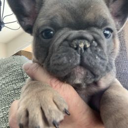 French Bulldog Puppies from Flat Face French Bulldogs