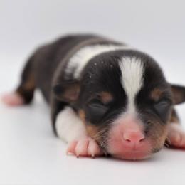 American Corgi Puppies from Diamond Corgis
