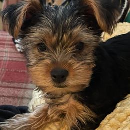 Yorkshire Terriers from Tonya's Yorkies of North Central Florida