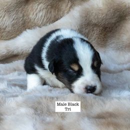 Male Black Tri 1 - Black tri-color male Australian Shepherd puppy in San Mateo, California from Acheron Aussies