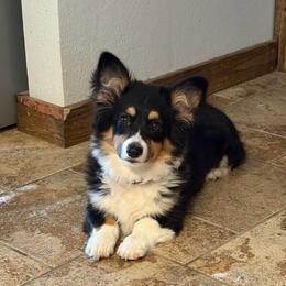 Meg Masters (Fluffy) - Black and tan female Pembroke Welsh Corgi puppy in Olathe, Colorado from Rocking LJ Breeding
