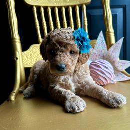 Dawn - Apricot female Goldendoodle puppy in Adolphus, Kentucky from Deerly Poodles