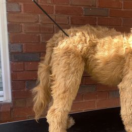 Aussiedoodles, Goldendoodles, and Sheepadoodles from The Yuppy Puppy Doodle Company