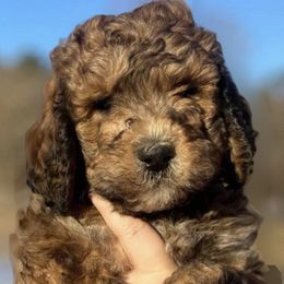 Poodles from Whizzys Doodles and Poodles