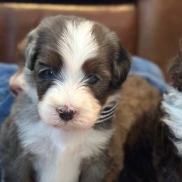 Boy 2 - Merle male Bernedoodle puppy in Waco, Texas from Blessings Pups Doodles