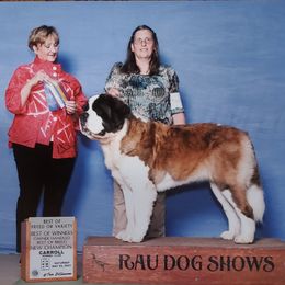 Saint Bernard All Grown Up from Spring Mountain Kennel