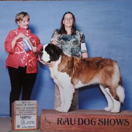 Saint Bernard All Grown Up from Spring Mountain Kennel