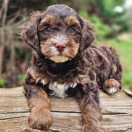 Milky way - Tri-color male Bernedoodle puppy in Salem, Missouri from Meadowbrook Poodles