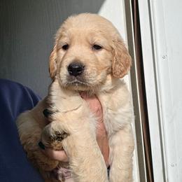 HANK - Green - Golden male Golden Retriever puppy in Lucasville, Ohio from Halo Kennels