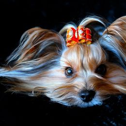 Biewer Terrier All Grown Up from Pure Delight’s