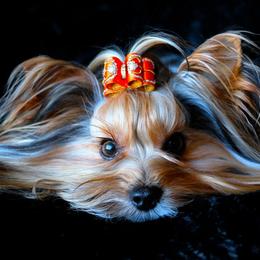 Biewer Terrier All Grown Up from Pure Delight’s