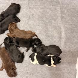 Three - Black female Newfoundland puppy in Tully, New York from Bear Paw Newfoundlands