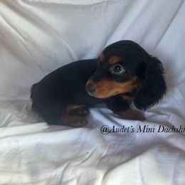 Lucy - Black and tan female Dachshund puppy in East Dover, Vermont from Audet’s Mini Dachshunds