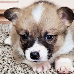 American Corgis and Pembroke Welsh Corgis from Barnes Corgis