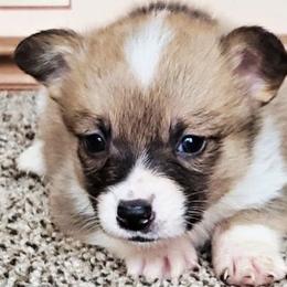 American Corgis and Pembroke Welsh Corgis from Barnes Corgis
