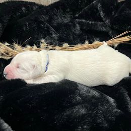 Magnus - Light golden male Golden Retriever puppy in Adair, Oklahoma from Rejoice Retrievers