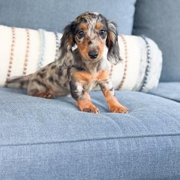 Clara - Dapple female Dachshund puppy in Salters, South Carolina from Long-Pine Dachshund