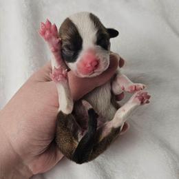 2. Red sable female - Sable female Pembroke Welsh Corgi puppy in Deming, New Mexico from Dragon Ridge Corgis