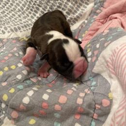 Finn - Brindle and white male Boston Terrier puppy in Imperial, Missouri from Boston Kup Breeders