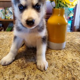 Siberian Husky Puppies from Haskins Huskies