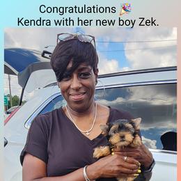 Biewer Terrier and Yorkshire Terrier Puppies from Southeast Biewers