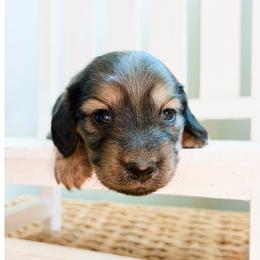 Rosie - Cream female Dachshund puppy in Sylvania, Alabama from Yancey’s Doxies