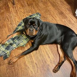 Rottweiler Puppies from Bronx Von Bridges Rottweilers