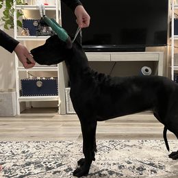 Great Danes from Dragon House Danes