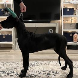 Great Danes from Dragon House Danes