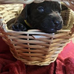 Girl 2 Lime - Liver female Boykin Spaniel puppy in Stapleton, Alabama from Taensas Boykins
