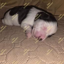 Smokey - Parti male Miniature Schnauzer puppy in Crestview, Florida from Dees Schnauzers