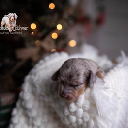 Saint - Dapple male Dachshund puppy in Iola, Texas from Whiskey River Dachshunds