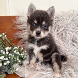 Cobalt - Blue male Pomsky puppy in La Verne, California from Red Cedar Pomskies