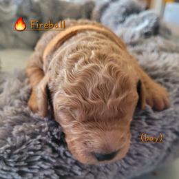 Goldendoodle Puppies from 3 Willows Goldendoodles