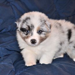 Rico - Blue merle male Australian Shepherd puppy in Courtland, Alabama from 5R Farms