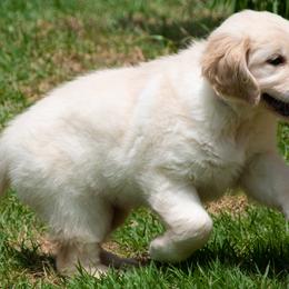 Golden Retrievers from Texas TLC Goldens