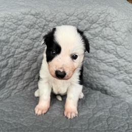 Denver - Black and white male Border Collie puppy in Centerville, Washington from Forthright Farms