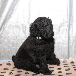 Poodle Puppies from Laminin Poodles