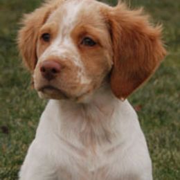 Brittany Puppies from Alar Brittanys