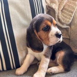 Baby girl 2 - Black white and tan female Beagle puppy in Monticello, Georgia from Beaglelove