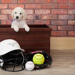 Ms Purple - Light golden Golden Retriever puppy in Sheridan, Indiana from Majestic Manor Goldens