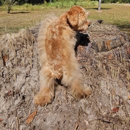 Tommy - Wheaten male Miniature Schnauzer puppy in Big Point, Mississippi from Lorraine's Miniature Schnauzers